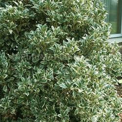 Una pianta di Osmathus Aquifolium