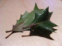 L'aspetto delle foglie rivela la presenza di muffe e parassiti