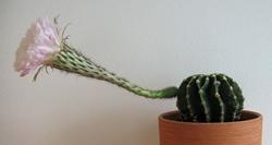 Coltivazione cactus