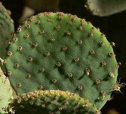 Coltivazione cactus