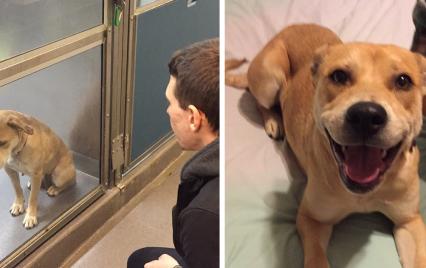 pet-adoption-before-and-after-fb