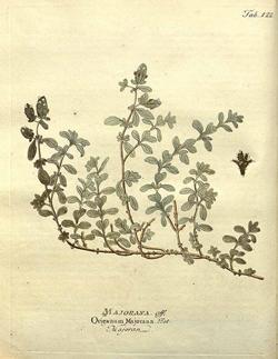 Illustrazione botanica di Origanum majorana