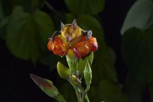 Pipistrelli: tra miti e pregiudizi – parte II 205924327-8ea734cb-724e-4737-a60a-fa34f39d3d4a