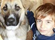 bello cane