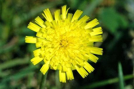 Il super drenanate naturale: la Pilosella