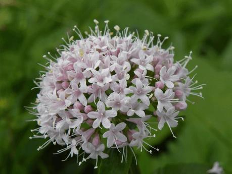 La Valeriana - Il tranquillante per eccellenza