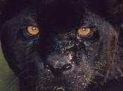 quale specie appartiene pantera nera?