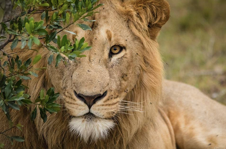 Reportage dall’Africa: di leoni qua non ce n’è più nessuno.