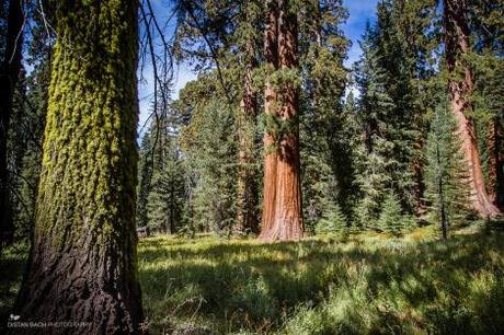 mariposa grove