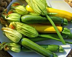 Zucchine e fiori