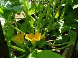 Zucchine sul balcone