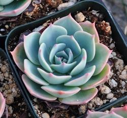 Echeveria