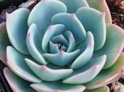 Echeveria