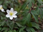 Anemone boschi