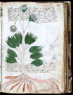 IL MANOSCRITTO VOYNICH quando la realtà supera la fantasia ( 2 parte)