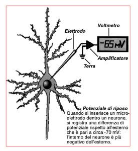 neurone a riposo