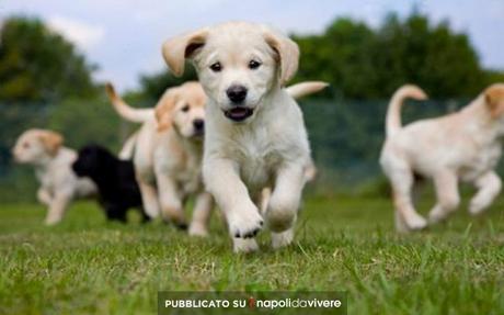 Puppies Day Care: a Napoli il primo Asilo Nido per cuccioli cani