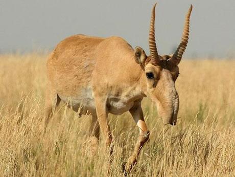 The Saiga Antelope