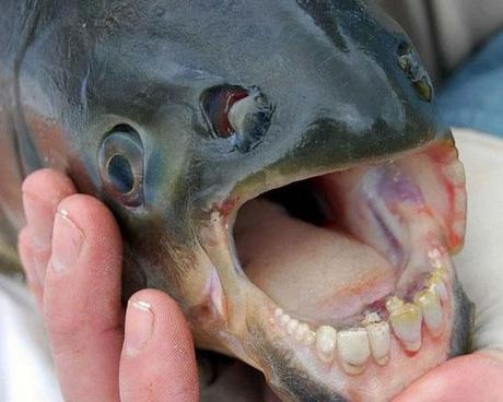 The Pacu Fish