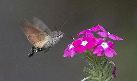 Hummingbird Hawk-Moth