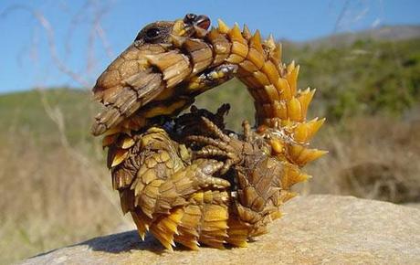 Thorny Dragon