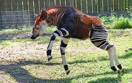 Okapi