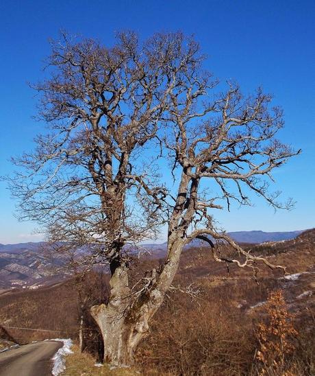 Sul Giarolo (AL) con la neve