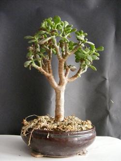 Bonsai di crassula