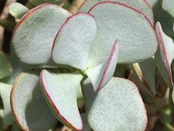 Particolare delle foglie di crassula