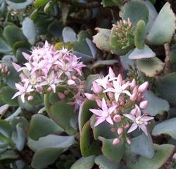 Crassula arborescens fiorita, con foglie rovinate