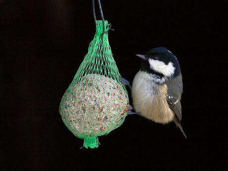 Come fotografare gli uccelli in giardino con il birdgardening