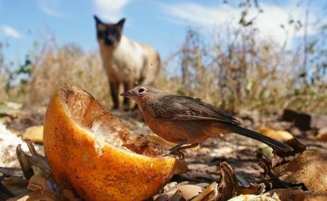 Come fotografare gli uccelli in giardino con il birdgardening