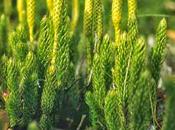 Erba Strega Licopodio pelle fegato