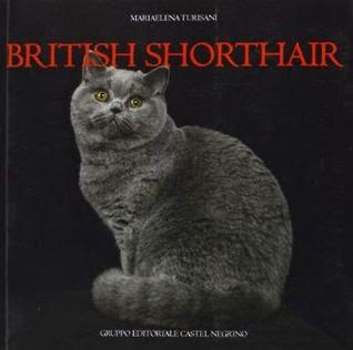 British shorthair - Mariaelena Turisani