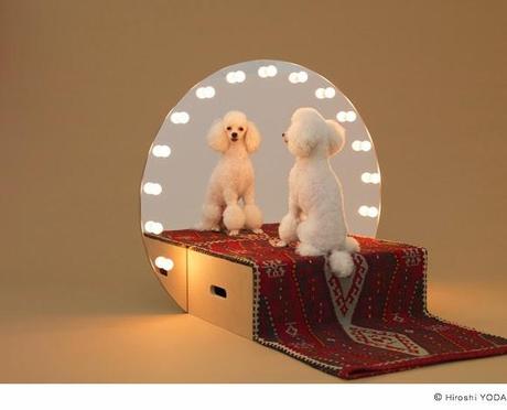 Architecture for dogs