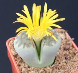 Lithops fiorito