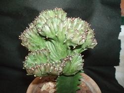 Euphorbia