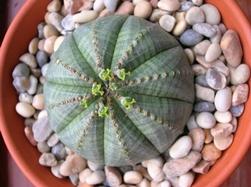 Euphorbia