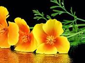 L'Escolzia, pianta sonno dell'igiene orale