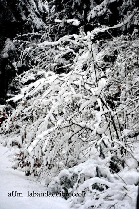 Candida come la neve (o quasi) la vellutata di finocchi e radice di prezzemolo