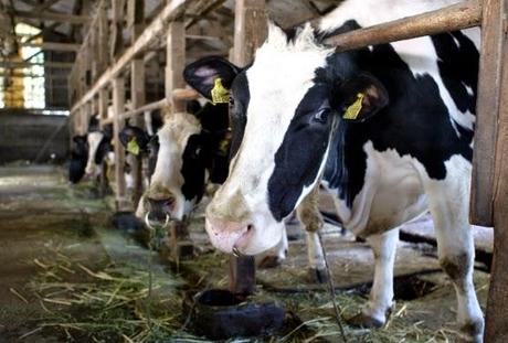 Coldiretti in piazza con le mucche il 6 febbraio