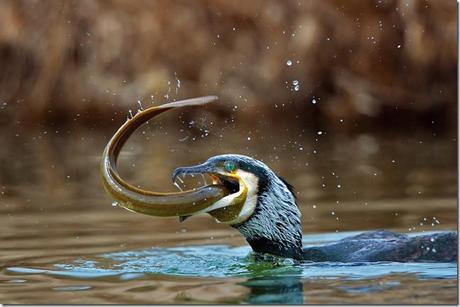 Cormorano e anguilla