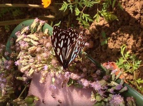 butterfly-park-luang-prabang-2-tuttolaos