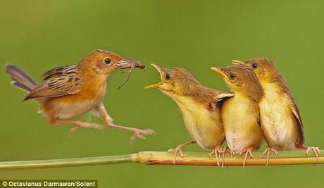 Fast food: The birds stand precariously on the thin branch as their mother comes and goes at great speed