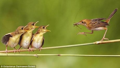 Tweet me: They may be hungry but these young warblers expect mum to come to them with food