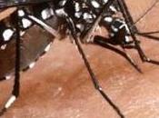 Ceará, decimo morto dengue emorragica