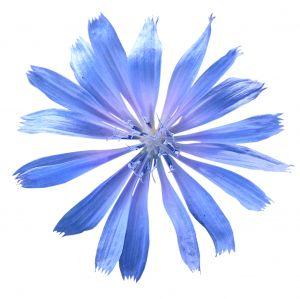 Testato per voi: Acqua Floreale al Fiordaliso di Sanoflore