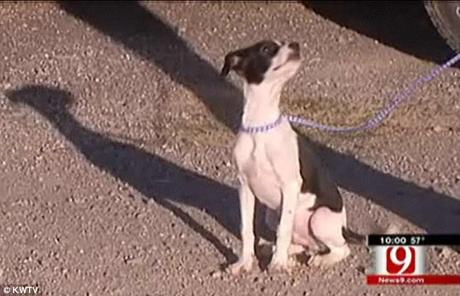 The puppy is happy to see another sunny day after his brush with death