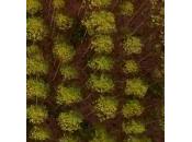 Alberi transgenici: ArborGen