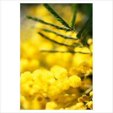 La mimosa, l’8 marzo e la Festa della Donna.